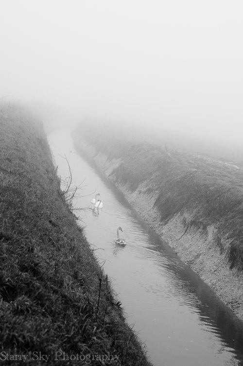 Jan 2013 swans bw 2 web