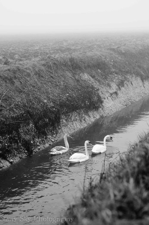 Jan 2013 swans bw web-3