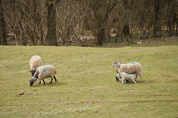 Apr 2013 lambing