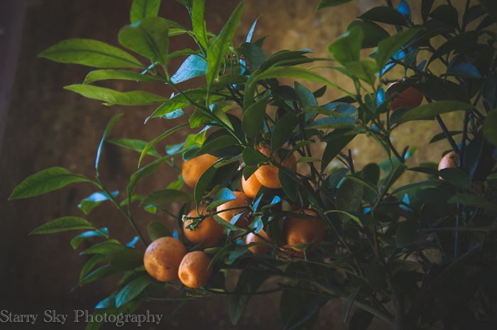 Apr 2013 orangery web-5