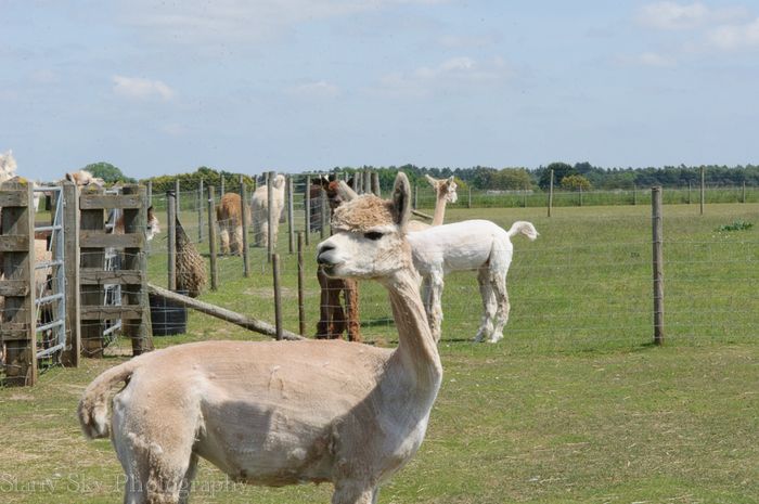 Jun 2013 alpaca