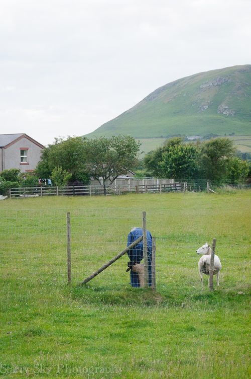 lake district shepherd web-3