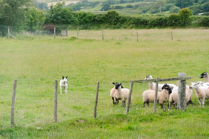  lake district shepherd web-4