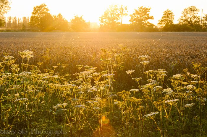 Aug 2013 sunset web-3
