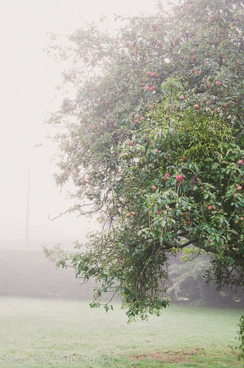 Sept 2013 orchard web-4