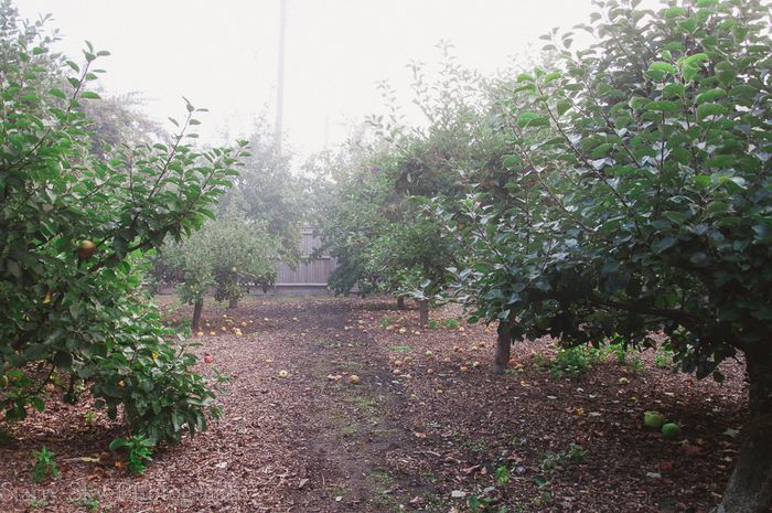 Sept 2013 orchard web