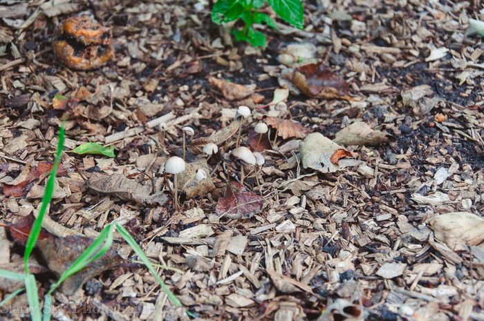 Sept 2013 orchard web-3