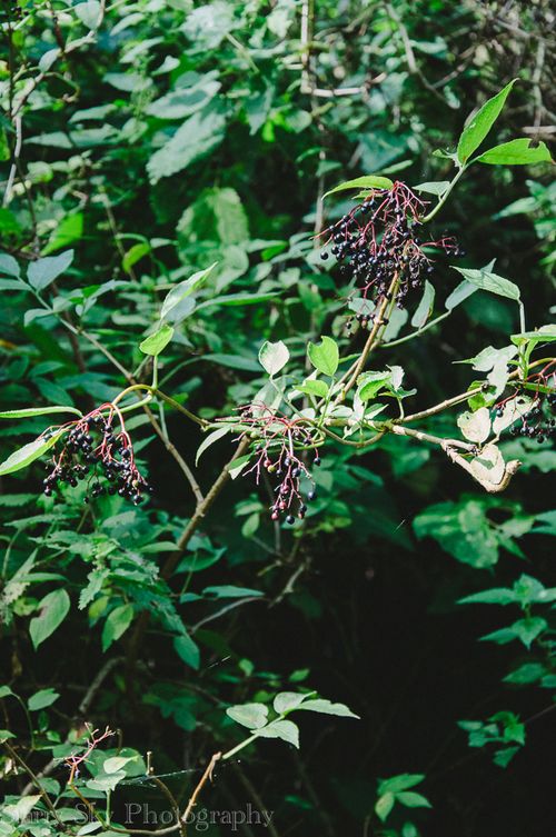 Sept 2013 nature web-8