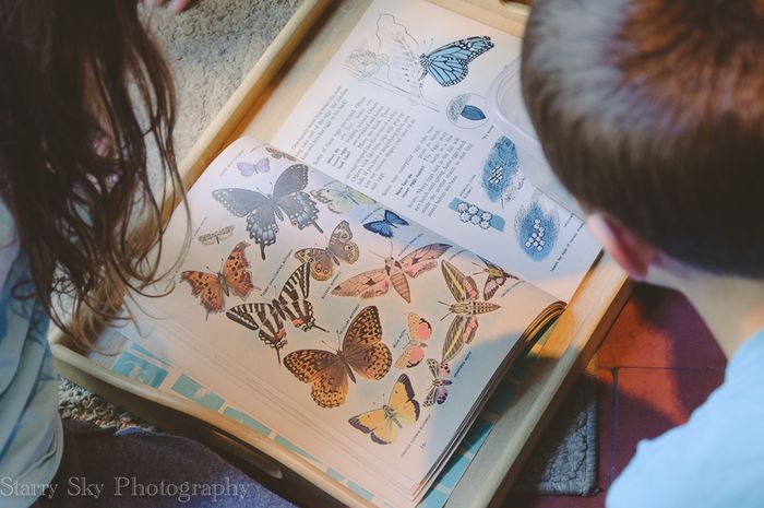 Sept 2013 butterfly web