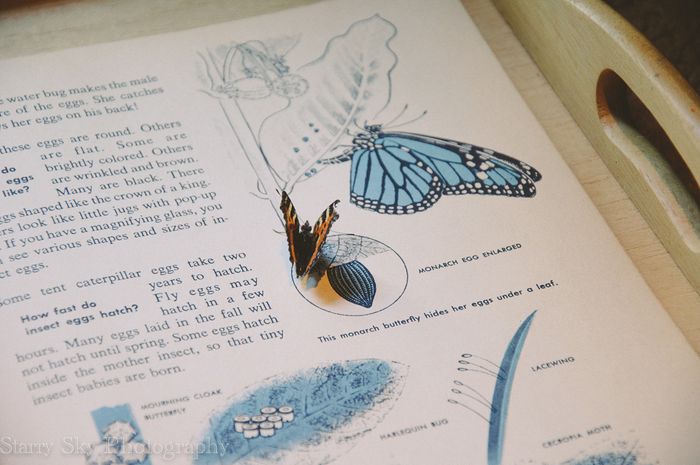 Sept 2013 butterfly web-2