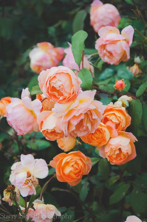 Sept 2013 anglesle roses web-4