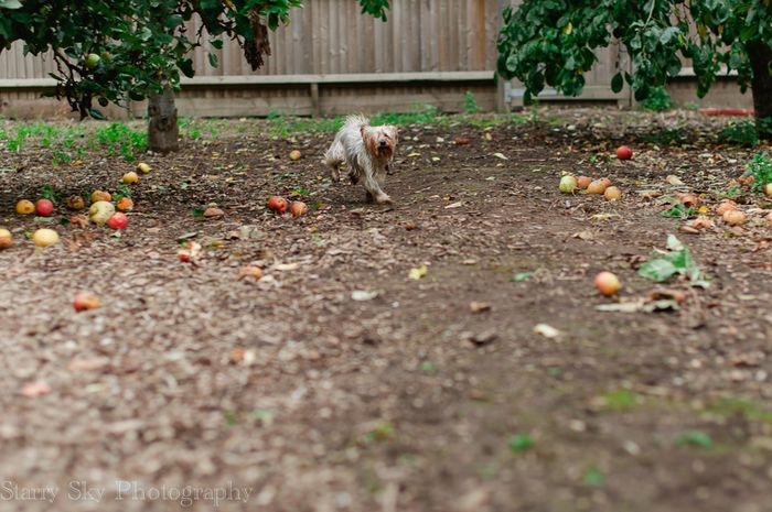 Sept 2013 apples web