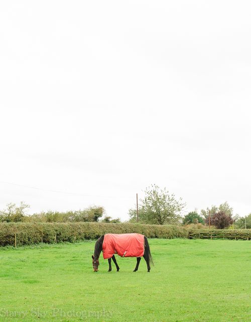 Nov 2013 red horse web