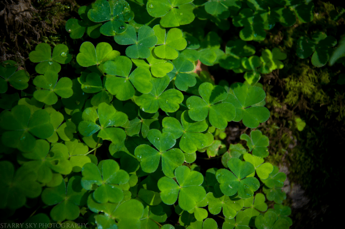 shamrock web-3
