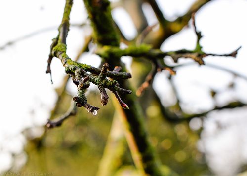 Mar 2014 garden web-3