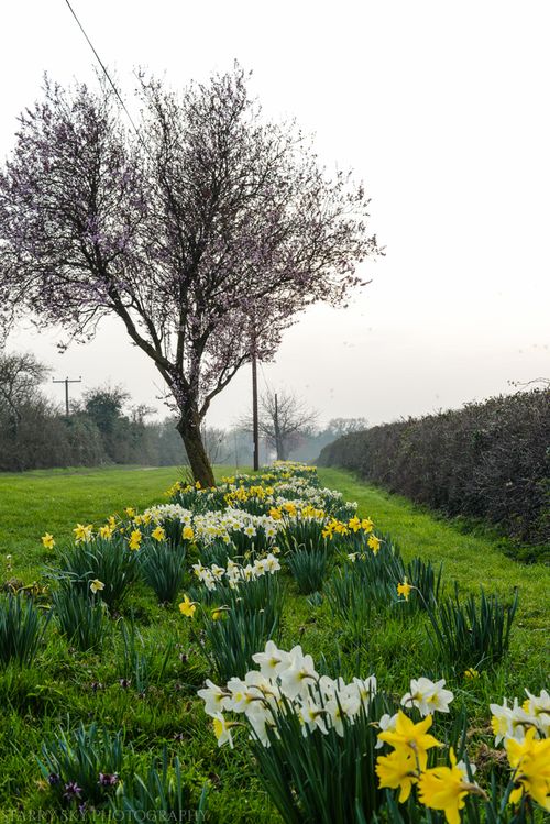 Mar 2014 farm flowers web-3