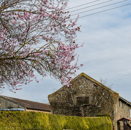 Mar 2014 farm flowers web-16