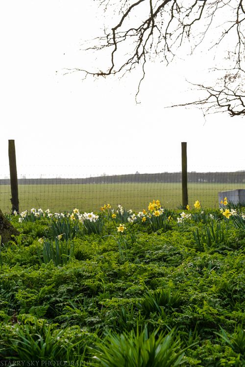 Mar 2014 farm flowers web-7