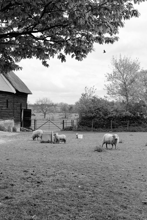 Apr 2014 wimpole bw web-4