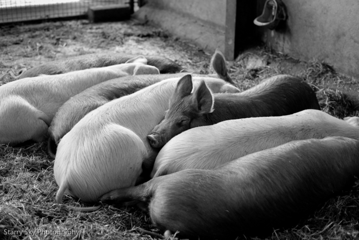 Apr 2014 wimpole bw web-10