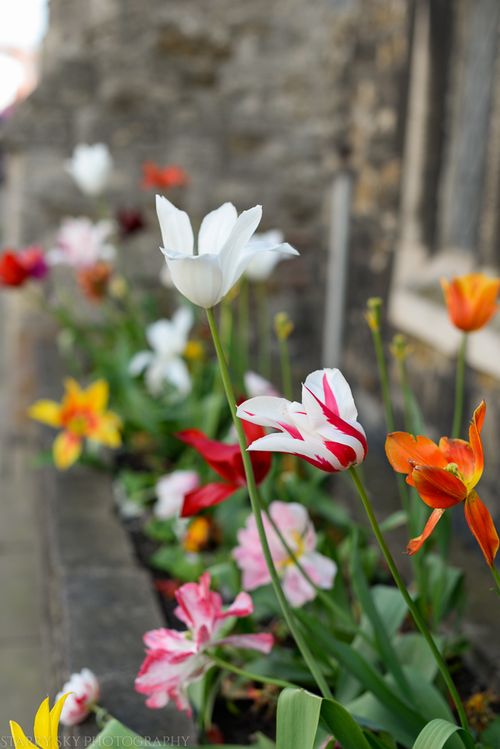 May 2014 ely fest web-3