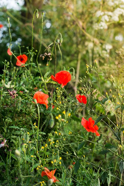 June 2014 poppies web-4