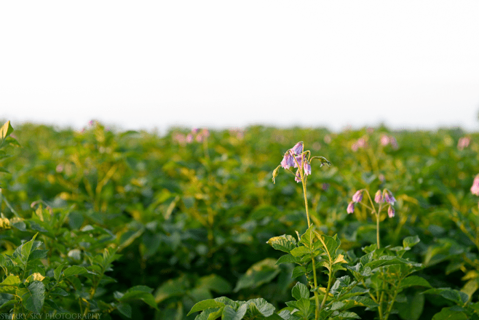 July 2014 farm sunrise web-3