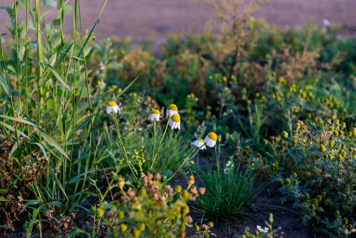 July 2014 farm sunrise web-5