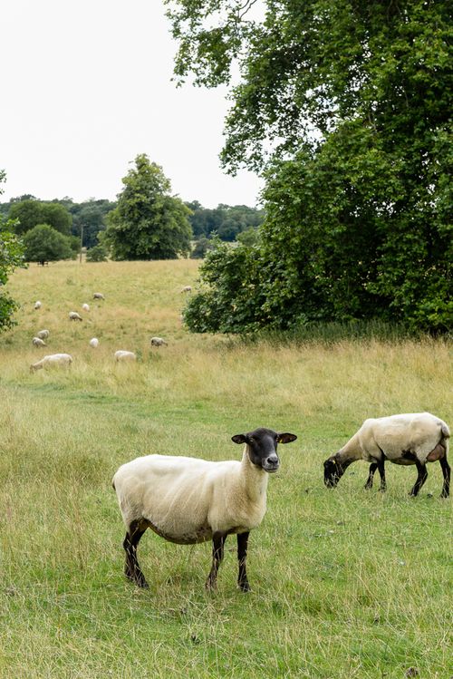 July 2014 cottage web-4