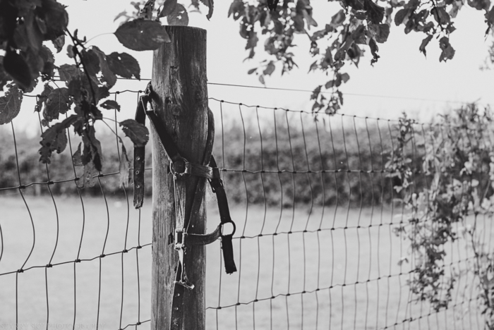 June 2014 pasture web