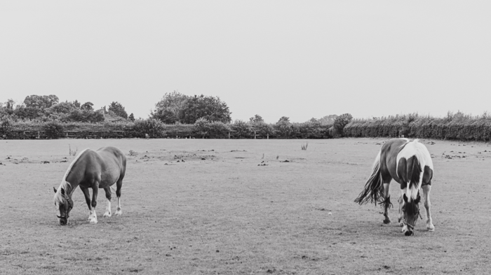 June 2014 pasture web-2