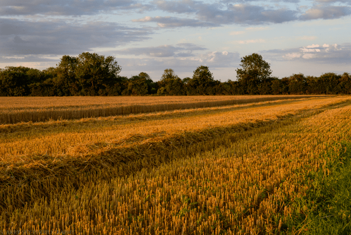 Aug 2014 wheat web-5