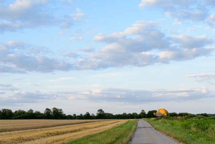 Aug 2014 wheat web-4