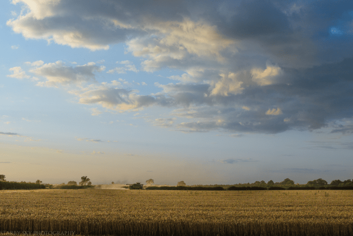 Aug 2014 wheat web-2