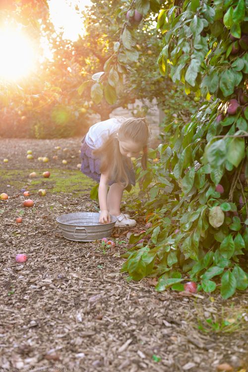 Aug 2014 orchard l web-2