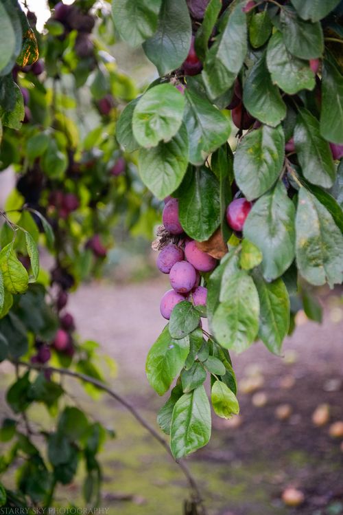Aug 2014 plums web-8