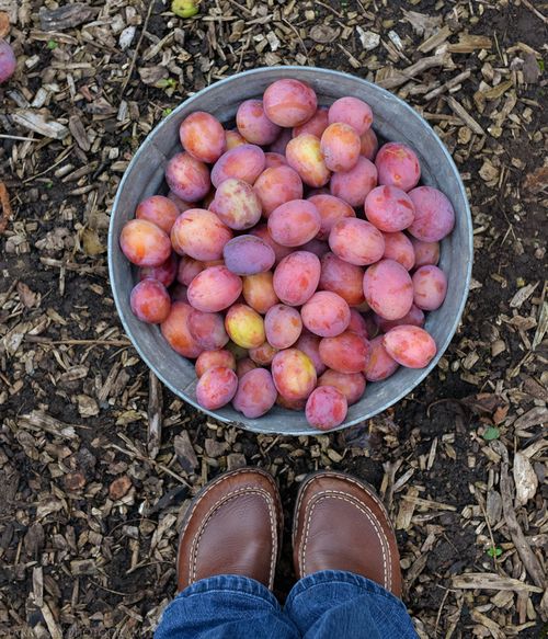 Aug 2014 plums web-6