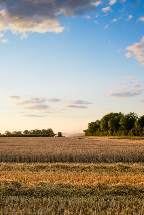 Aug 2014 wheat web-6
