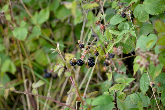 Sept 2014 berries web-2