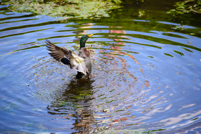 Oct 2014 ducks web-2