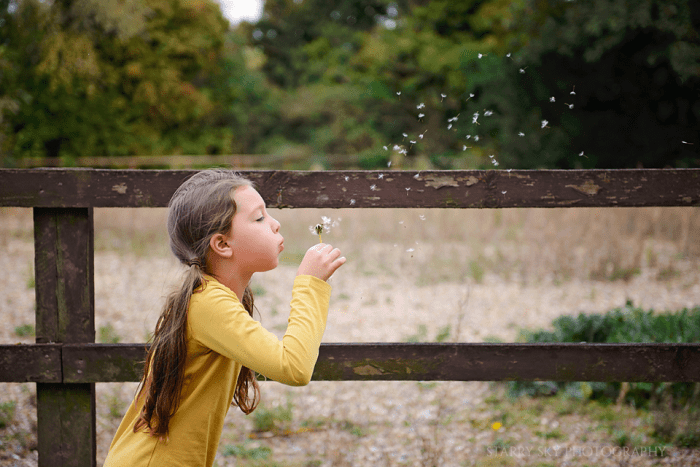 dandelions web