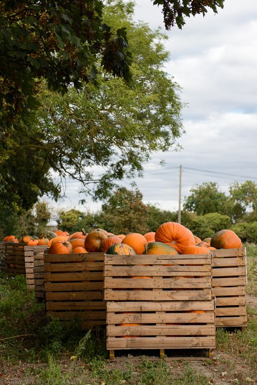 Sept 2014 pumpkin 5 web
