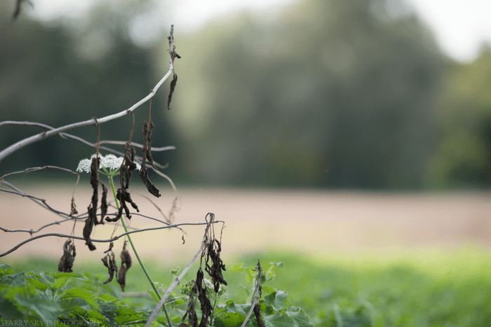 Oct 2014 fall walk web-9