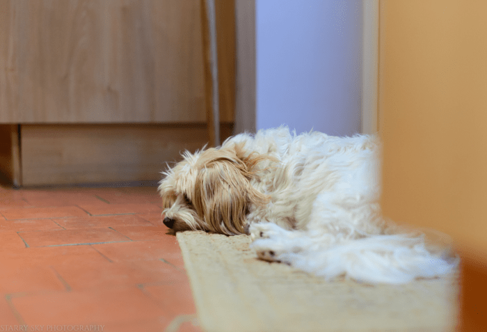 Nov 2014 pie web (4 of 4)