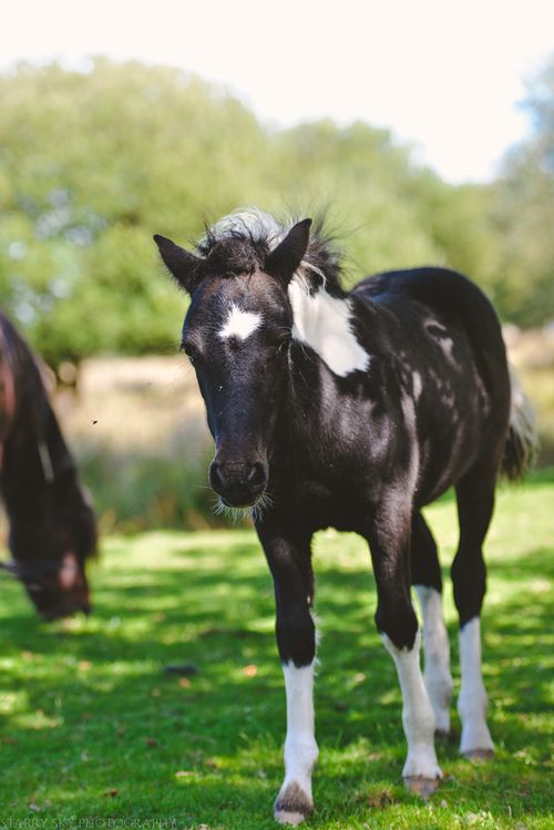 Aug 2014 lpony parking web (2 of 7)