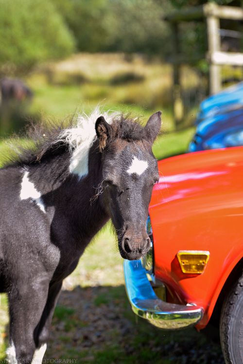 Aug 2014 lpony parking web (4 of 7)