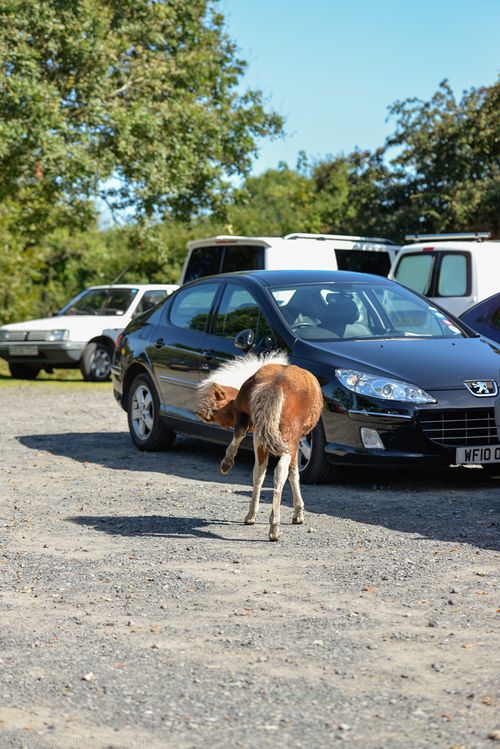 Aug 2014 lpony parking web (1 of 1)-3