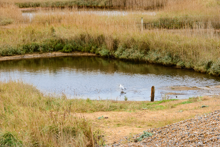 Jan 2015 cley marsh web (4 of 6)