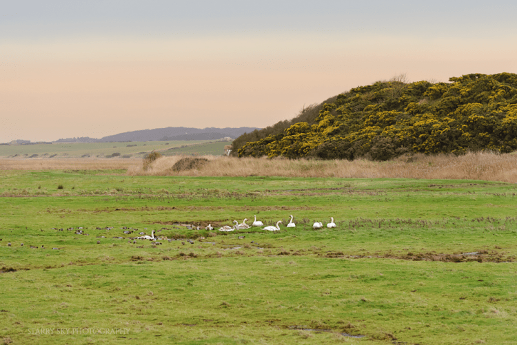 Jan 2014 cley swans web
