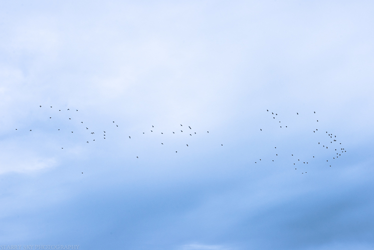 Jan 2015 cley marsh web (1 of 1)-2